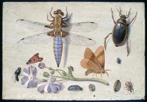 Un Escarabajo, Cochinilla y otros Insectos, con una Ramita de Aurícula, principios de 1650 de Jan van Kessel the Elder